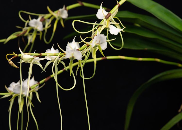 Eine seltene Orchidee aus Madagaskar