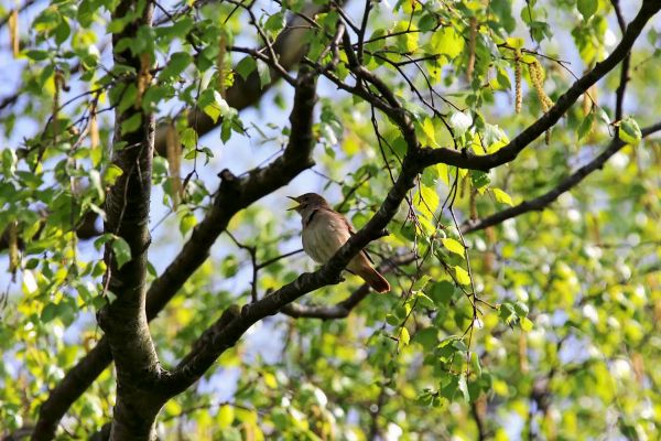 Pfeifduelle-Nachtigallen-passen-Laute-spontan-an-ihre-Rivalen-an