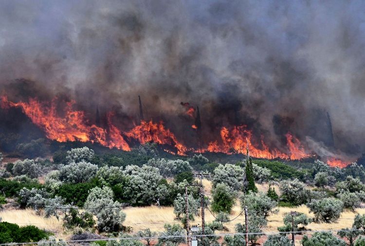 Ein Waldbrand wütet in der Region Fichtia in Argolida, Peloponnes, Griechenland, und verbrennt Bäume und Vegetation. Dichter Rauch steigt in die Luft, während Flammen sich durch die Landschaft ausbreiten. Im Vordergrund sind Büsche und Bäume zu sehen. Ein Evakuierungsbefehl für Bewohner wurde erteilt.