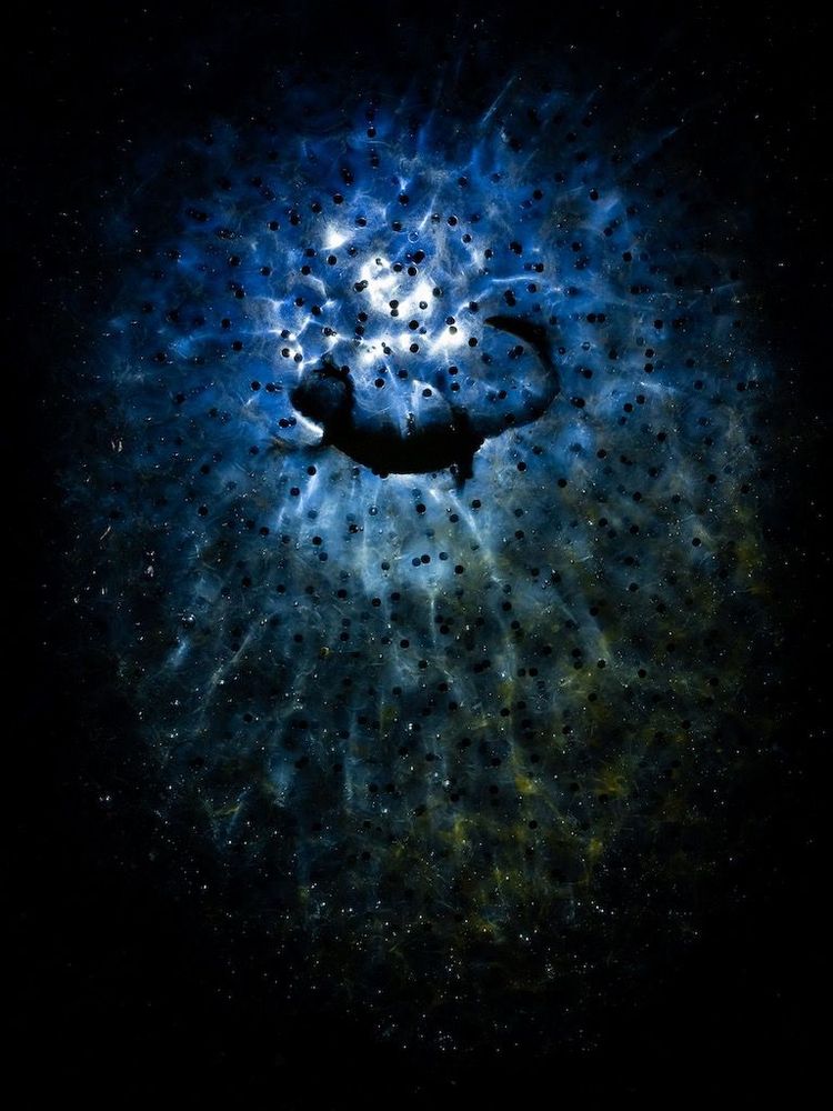 Zwischen den Sternen: Mit dieser Unterwasseraufnahme holte sich Tibor Litausky den Sieg dieses Fotowettbewerbs. Er fotografierte einen Molch, der sich an Froschlaich gütlich tut.
