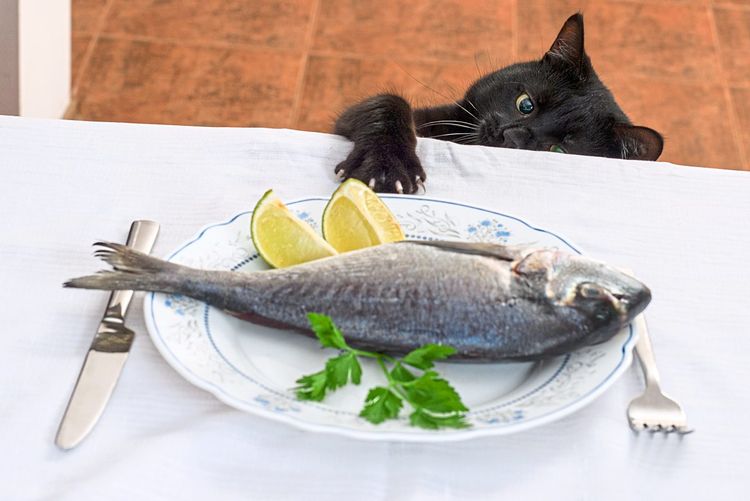 Eine schwarze Katze streckt von unten die Pfote zu einem Tisch hoch, auf dem ein Teller mit Fisch steht