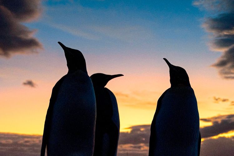 Umrisse von Pinguinen vor Sonnenuntergang