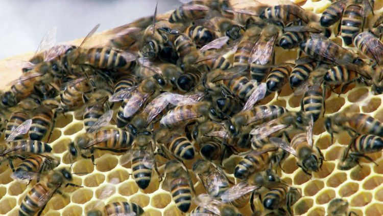 Bienen-Schwarm