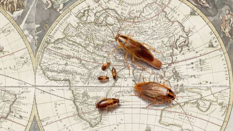 Schaben auf der Weltkarte Kakerlake
