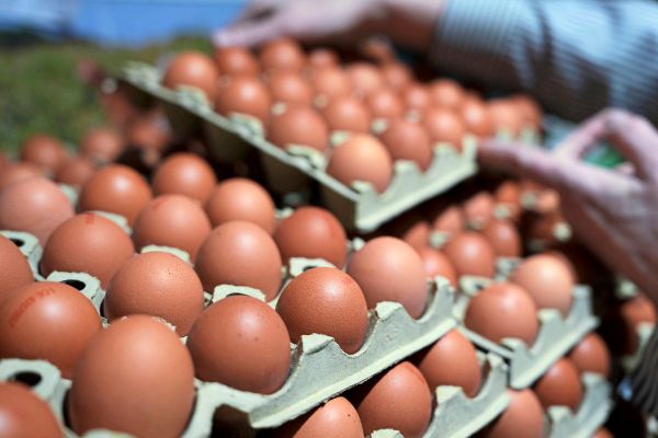 -Tabubruch-Gefl-gelwirtschaft-ber-deutsche-Eier-bei-Spar-emp-rt