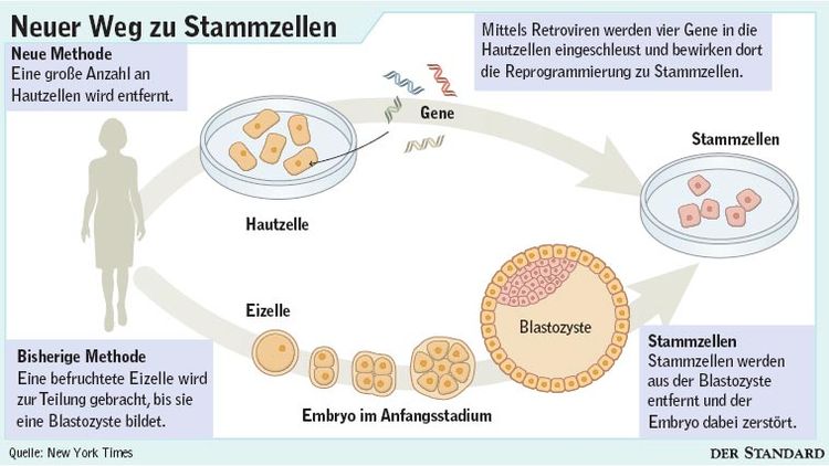 Was spricht gegen Stammzellenforschung?