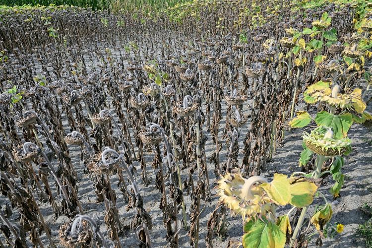 Ein größtenteils vertrocknetes Sonnenblumenfeld in Niederösterreich, aufgenommen am 6. August 2026 während einer Hitzewelle, die massive Ernteausfälle verursacht hat. Die Pflanzen sind verwelkt, mit hängenden Köpfen und vertrocknetem Laub.