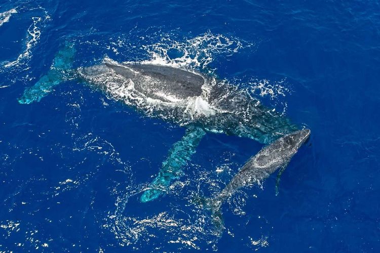 Ein großer und ein kleinerer Wal von der Luft aus fotografiert.