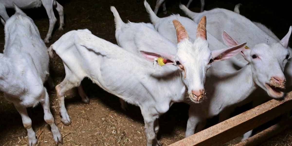 VGT zeigte Mastbetrieb im Bezirk St. Pölten erneut an