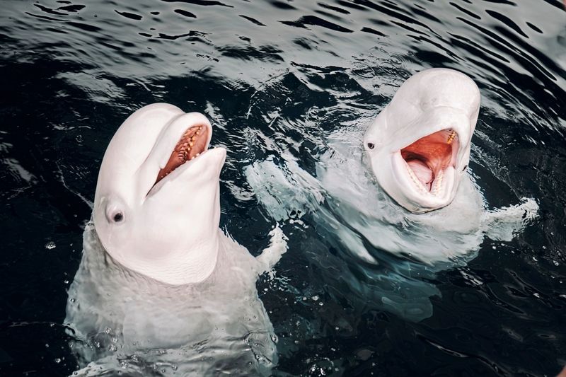 "Wir haben zwei Belugas" – wie Wale aus der Ukraine gerettet wurden