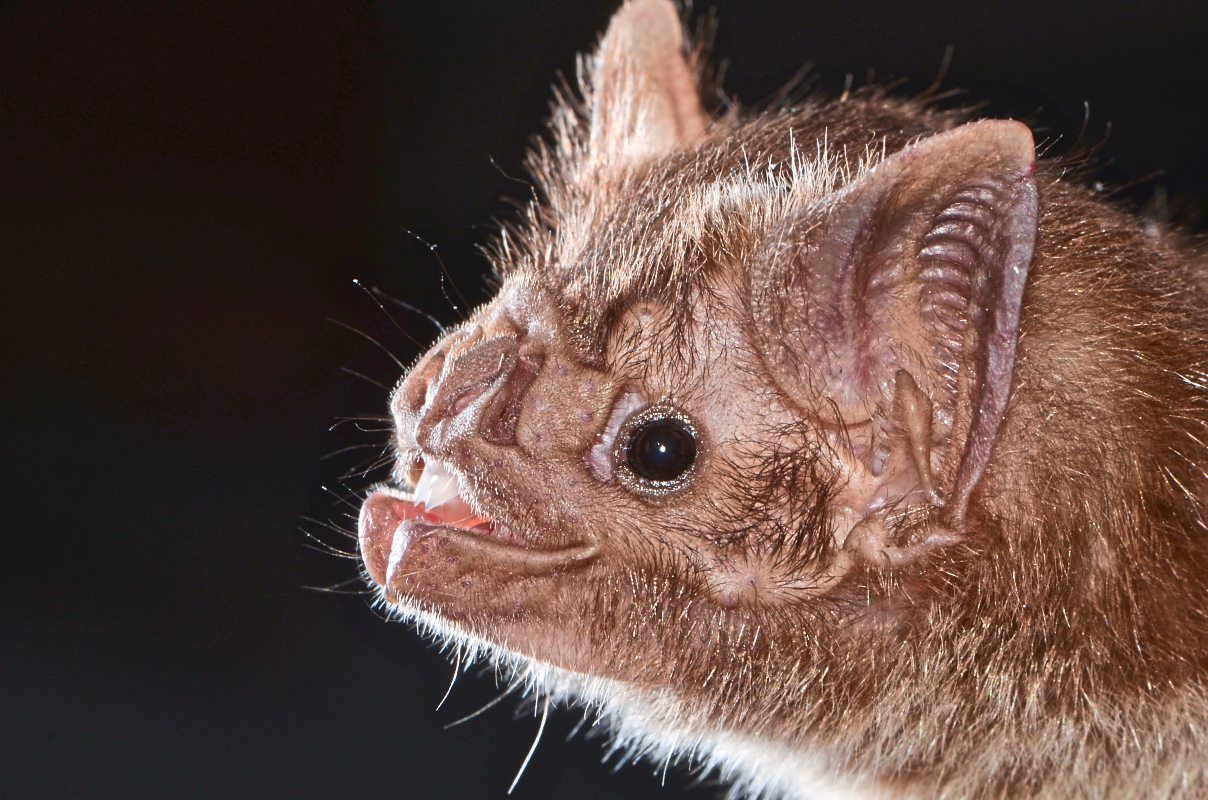 Wie die echten Vampire ausschließlich von Blut leben können Natur derStandard.at › Wissenschaft