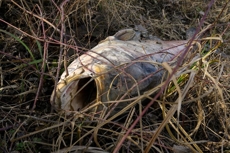Fisch-Massensterben in der Unteren Lobau stellt Behörden vor ein Rätsel