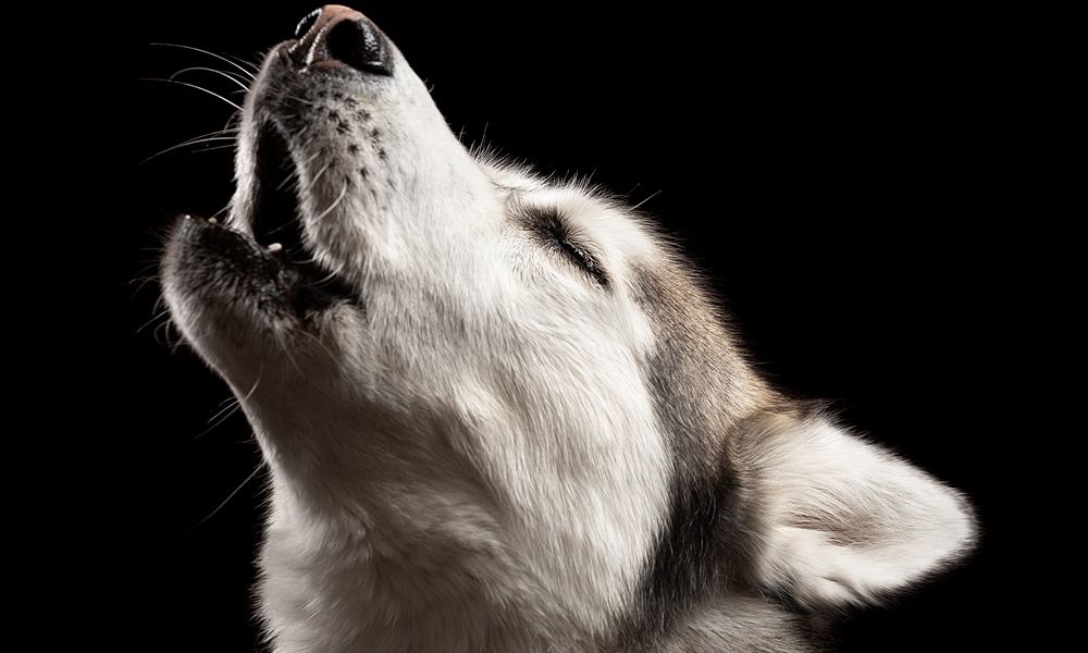 Sprache der Wölfe: Warum manche Hunde heulen und andere nicht