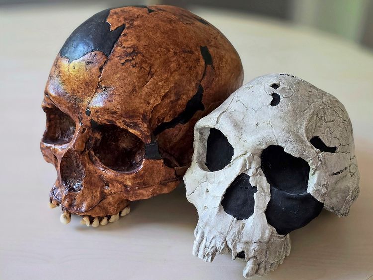 Nachbildungen zweier Schädel: links ein Schädel eines frühen Homo sapiens mit brauner Farbgebung, rechts ein heller Schädel von Homo habilis. Unterschiede in Größe und Form von Schädel, Gesicht und Kiefer sind erkennbar.