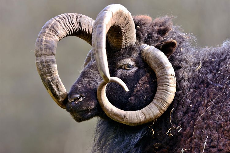 Warum manchen Schafen vier oder mehr Hörner wachsen - Natur -   › Wissen und Gesellschaft