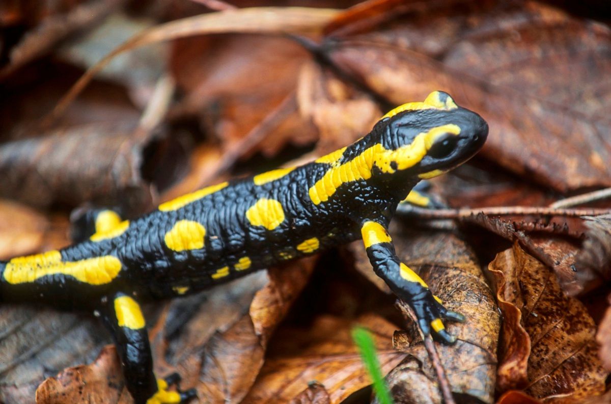 Image for Wie gefährlich sind Feuersalamander?