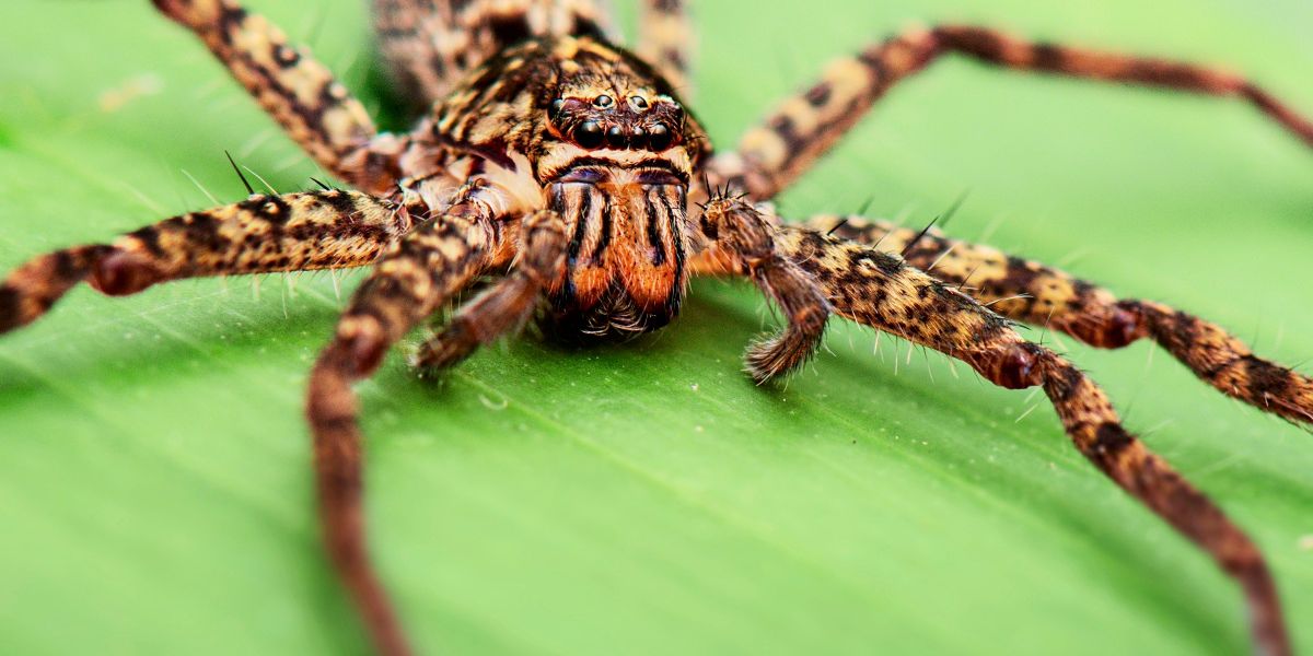 Das ist die vermutlich schnellste Spinne der Welt