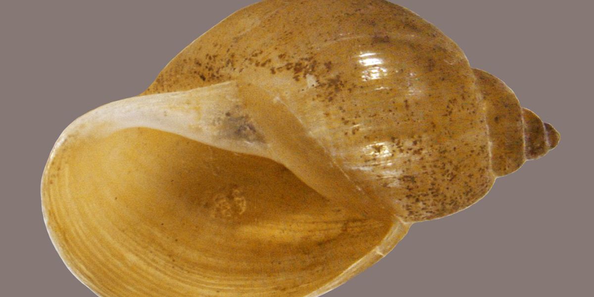 Krankheiten übertragende Schnecken in Europa angekommen - Natur