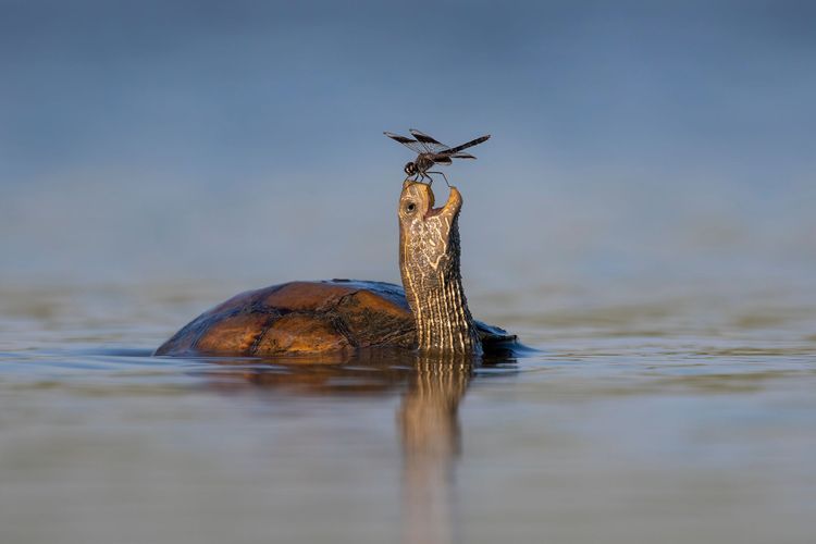 Die fröhliche Schildkröte: Landet eine Libelle auf ihrer Schnauze, freut sich die Schildkröte. Aufgenommen von Tzahi Finkelstein.