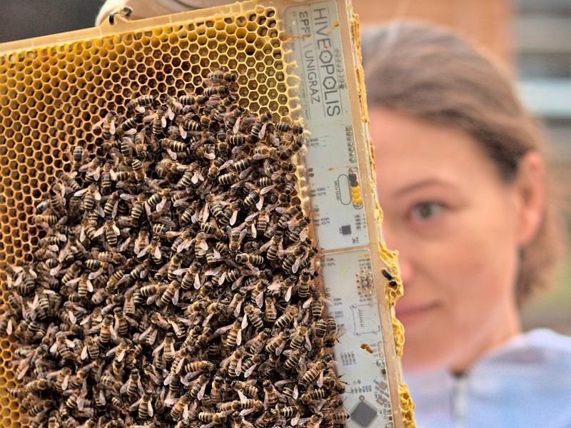Smarte Wabe hilft Bienenvölkern über den Winter