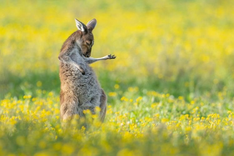 Ein Känguru an der Luftgitarre: Das Gewinnerfoto der diesjährigen Comedy Wildlife Photography Awards 2023 stammt vom Australier Jason Moore.