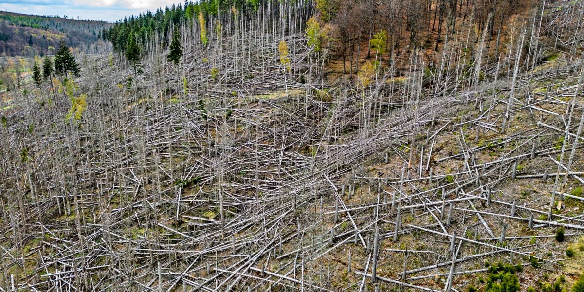 From savior to risk: Austria's forests are becoming a problem for the ...