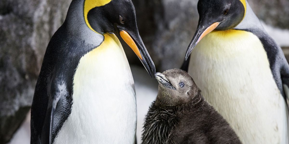 Neuseeland: Lesbisches Pinguin-Paar zieht gemeinsam Küken auf -  Gesellschaft -  › Panorama