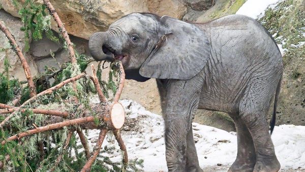 Sch-nbrunner-Weihnachtsbaum-wird-zum-Knabberspa-f-r-Elefanten