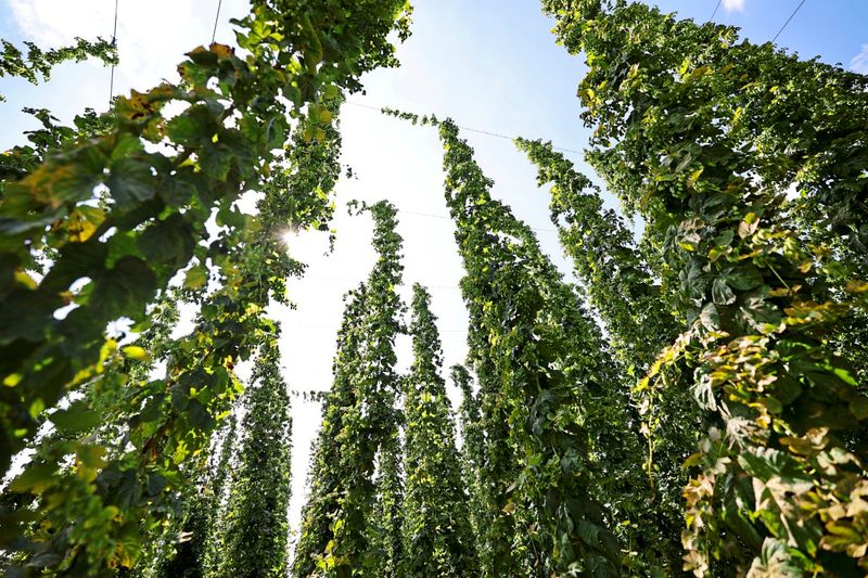 Deutsche Hopfenpflanzer wegen sinkendem Bierkonsum und Hitze in der Krise