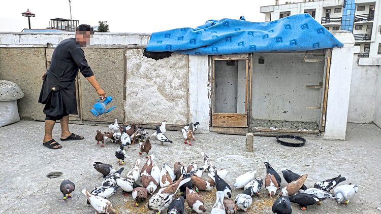 Amir beim Füttern seiner Tauben.