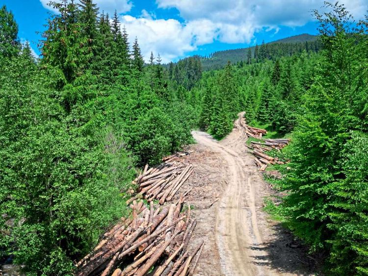 Abholzung, Rumänien, Holzindustrie, Ikea