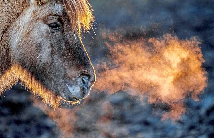 Pferdeatem ist in Morgen- oder Abendröte als Dampfwolke sichtbar