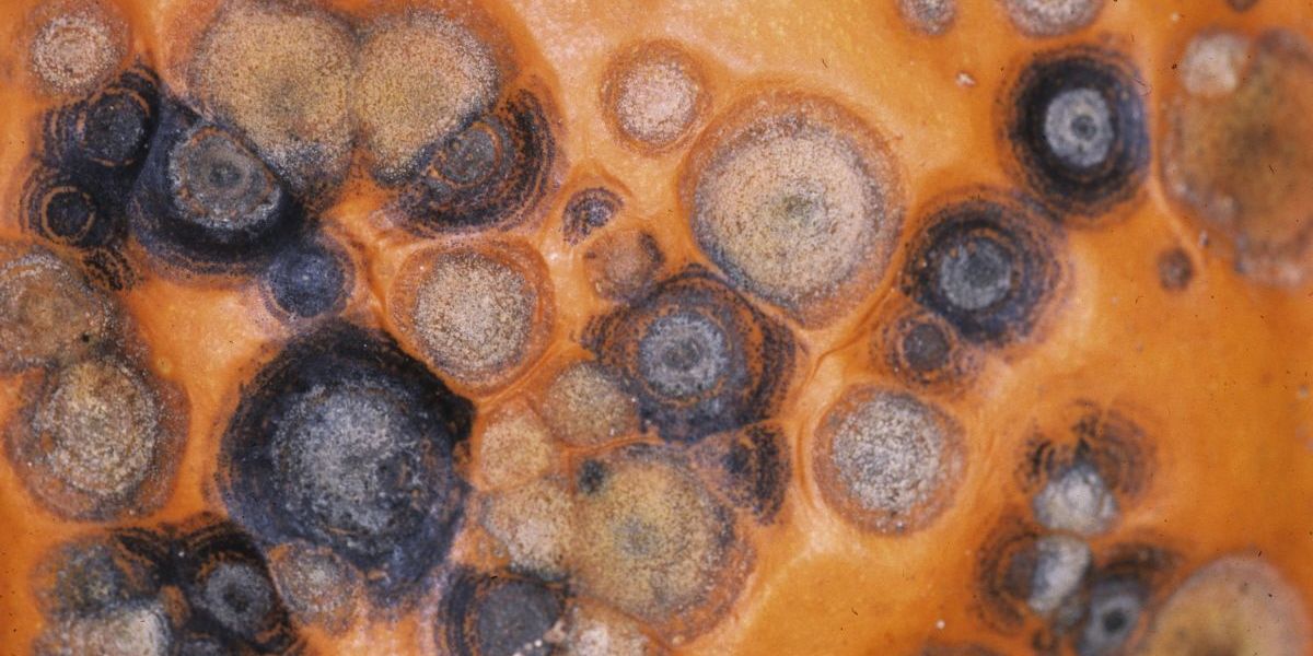 Pilze sorgen durch Naturkatastrophen und Klimawandel öfter für Infektionen