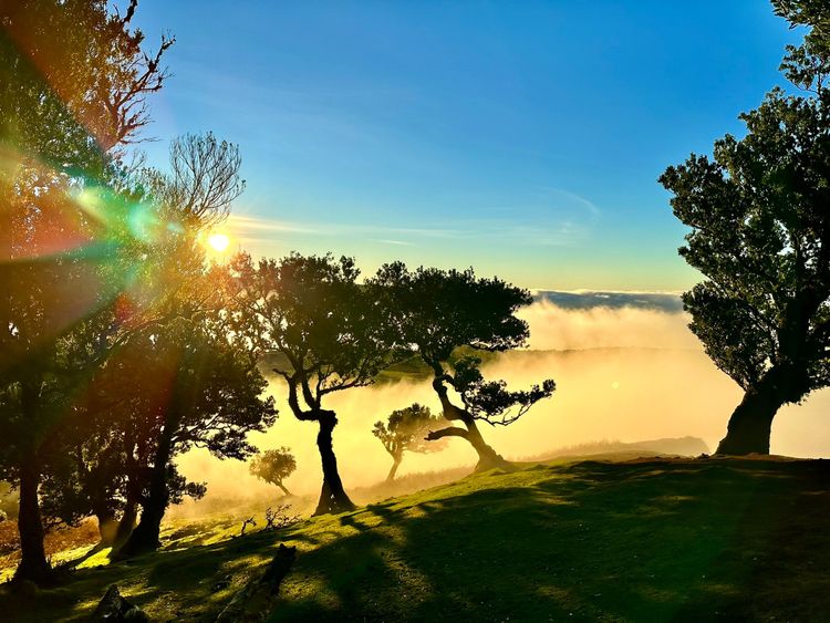 Dieses Bild ist im sogenannten Feenwald in der Region Fanal der Insel Madeira entstanden. Im dortigen Naturschutzgebiet finden sich zahlreiche dieser alten knorrigen Bäume, und wenn man Glück hat und der Nebel von der Küste aufzieht, bieten sich wunderbare Fotomomente.