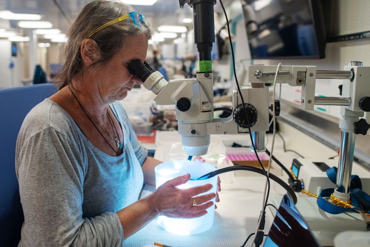 Eine Frau in grauem Oberteil mit Brille auf dem Kopf - die Meeresbiologin Monika Bright - blickt durch ein Mikroskop in einen hell erleuchteten Behälter
