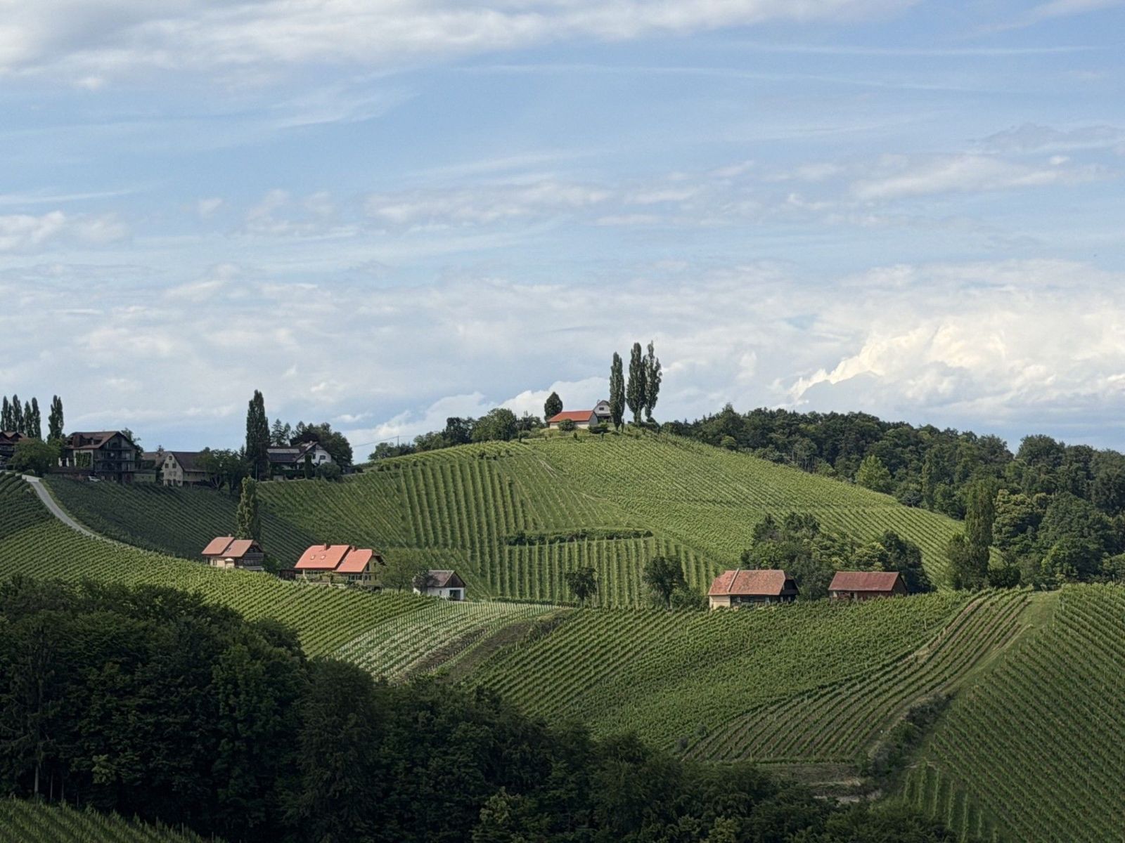Hügel mit  Weinreben, kleine Häuser, Wald, leicht bewölkter Himmel