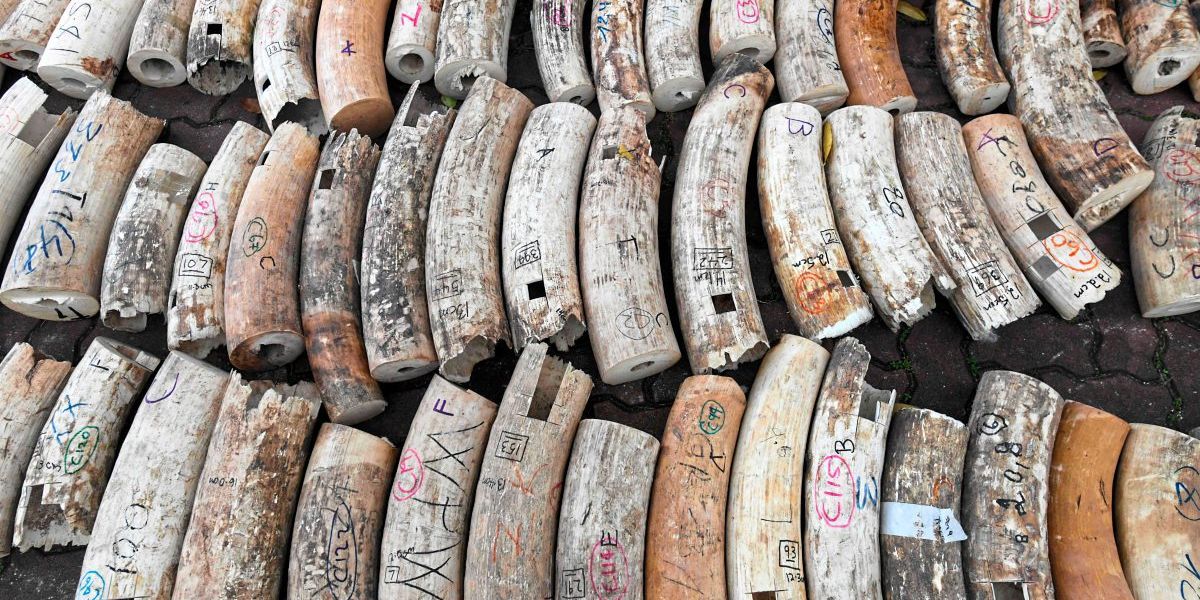 Weitgehendes EU-Verbot des Elfenbeinhandels tritt am 19. Jänner in Kraft - Europa - derStandard ...