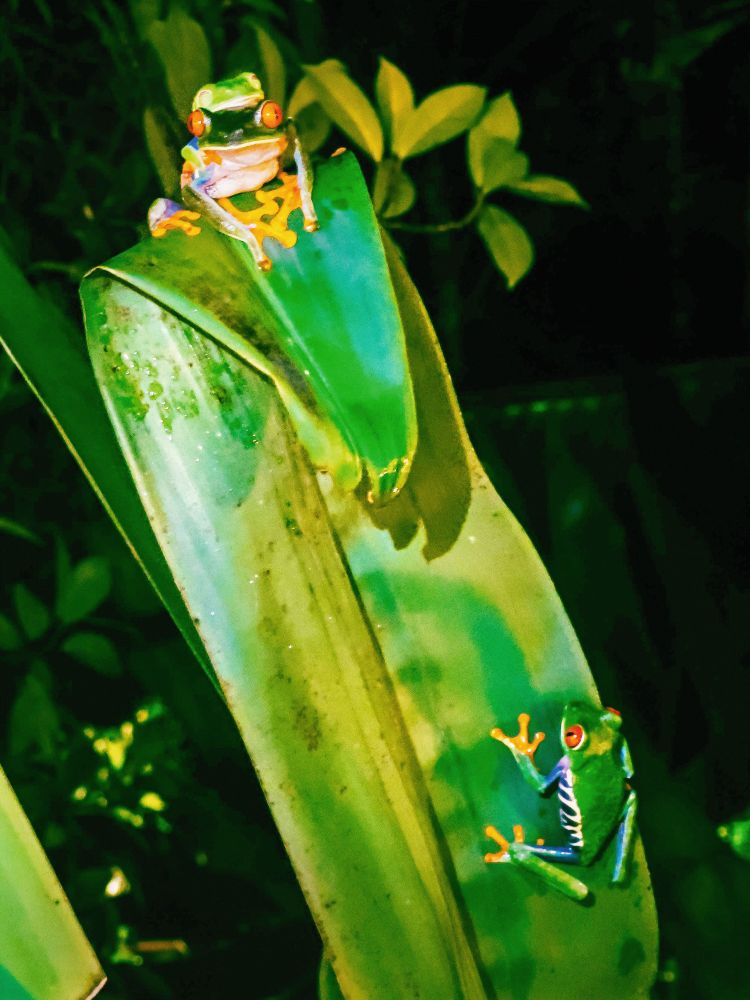 Ein Rotaugenlaubfrosch sitzt im Dschungel auf einem großen Blatt