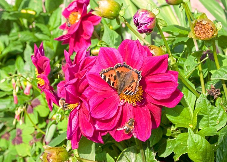 Ein Schmetterling und zwei Bienen tummeln sich auf einer roten Dahlie in einem Garten