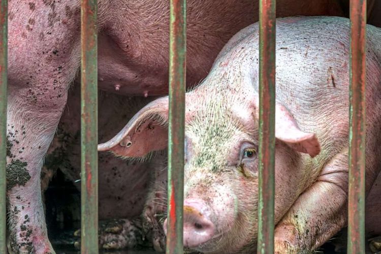 Schwein aus Schweinehaltung hinter Gitter