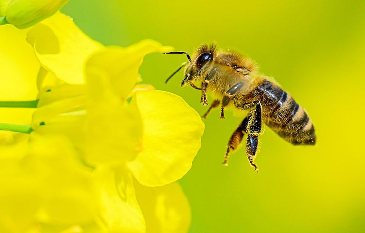 Biene sammelt Futter bei Blüte