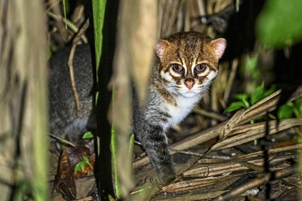 Verschwundene-Katzenart-in-Thailand-nach-30-Jahren-wieder-aufgetaucht