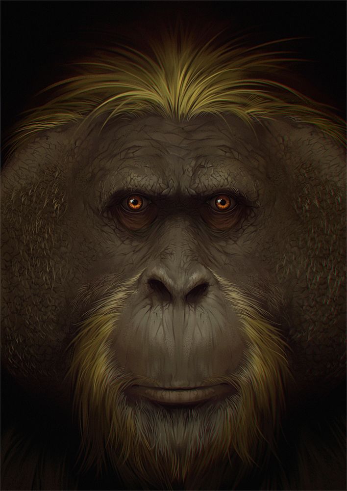 Gigantopithecus blacki, Porträt
