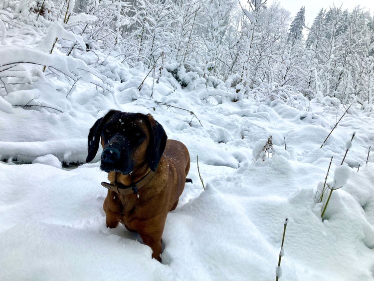 Hund steht im tiefen Schnee