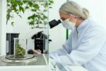 Sollte es in Österreich eine Debatte über Cannabislegalisierung geben?