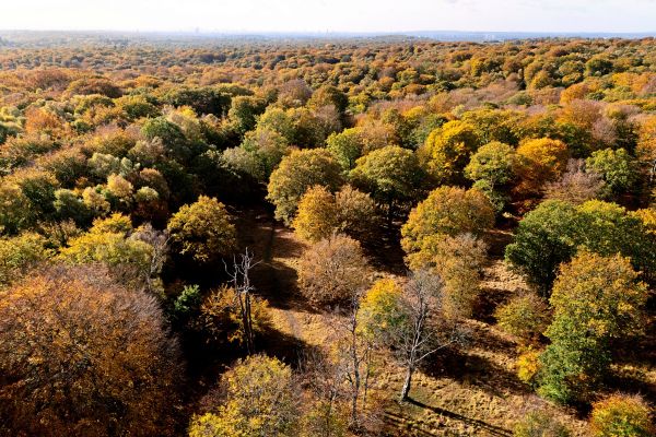 Hinweise-auf-ausdehnte-W-lder-in-einem-versunkenen-Land