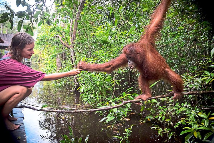Orang Utan Borneo Mensch Affe