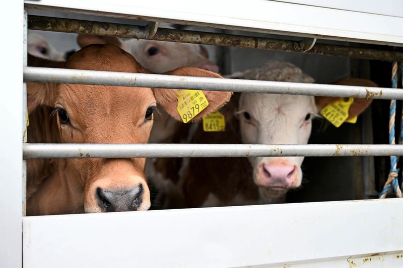 Wer hat 233 Rinder gestohlen? Deutsche "Soko Weide" ermittelt
