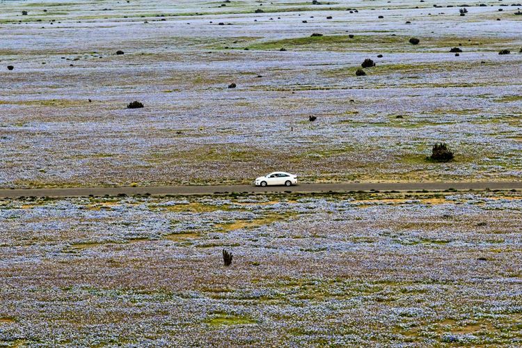 Ein weißes Auto fährt auf einer Straße, zu beiden Seiten sieht man Millionen an blassblauen Blüten und vereinzelt dunkle Büsche.