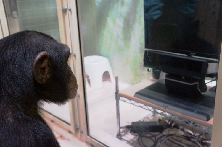 Schimpanse Erinnerung 